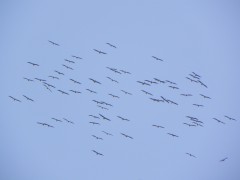 עופות נודדים מעל כרם מהרל. צילום: יואב דותן, רשיון GNU מתוך ויקימדיה קומונס (ויקישיתוף)