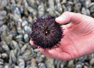 Sea urchin teeth. Photo: Wise University