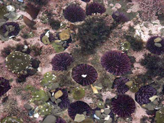 Excavated sea urchins. Credit Wise University