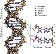 מבנה ה-DNA. מתוך ויקיפדיה