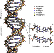 מבנה ה-DNA. מתוך ויקיפדיה