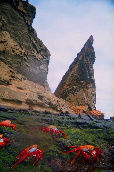 סרטני סלעים אדומים במפרץ סוליבאן שבאי ברטולומי, איי גלפגוס. צילום: אמיר גור (c)