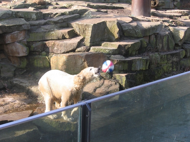 Knut the Bear throws a ball into the audience. Photo: Avi Blizovsky (c)