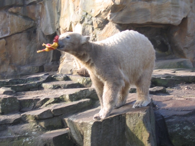 Knut the bear chews on a rubber toy. Photo: Avi Blizovsky (c)