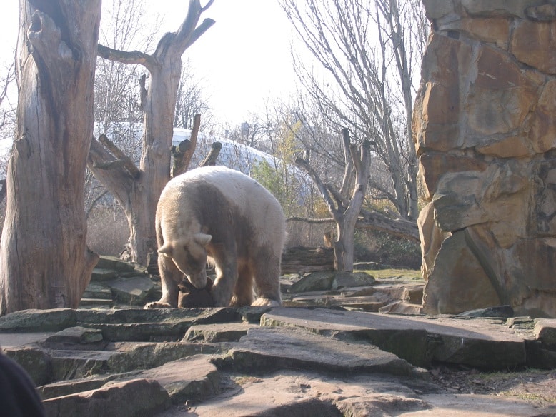 Another picture of Knut playing. Photo: Avi Blizovsky (C)