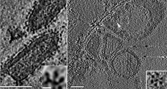 דמוי-וירוס ה-VSV המציג את החלבון AFF-1 ממשפחת ה- FFמ-C. elegans ע"ג המעטפת של הוירוס (שמאל ובהגדלה - שמאל למטה). בהסתכלות מלמעלה (ימין) ניתן לראות כי החלבון יוצר קומפלקס גדול שצורתו צורת פרח (הגדלה – ימין למטה) . התמונות צולמו ע"י ד"ר צביה זאב בן-מרדכי.