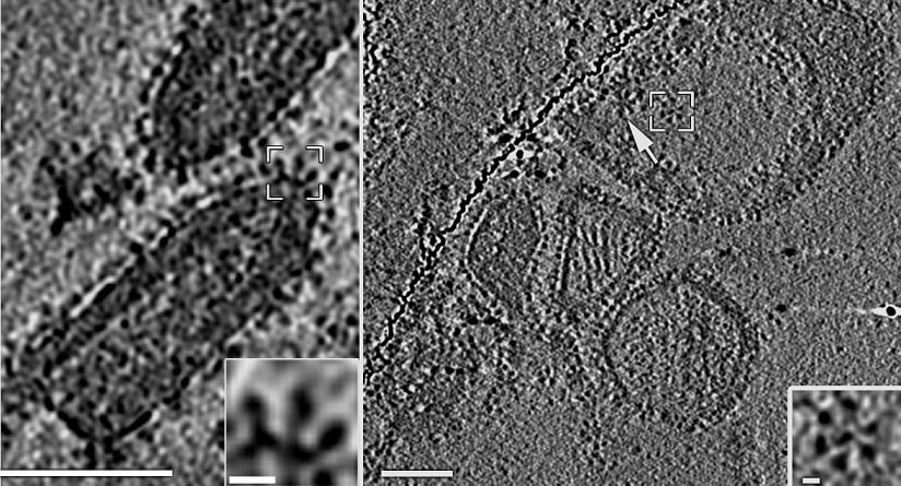 الفيروس الشبيه بـ VSV الذي يقدم بروتين AFF-1 من عائلة FF من C. elegans بسبب غلاف الفيروس (يسار ومكبر - أسفل اليسار).بالنظر من الأعلى (يمين) يمكنك أن ترى أن البروتين يشكل مجمعًا كبيرًا على شكل زهرة (مكبر - أسفل اليمين).تم التقاط الصور بواسطة الدكتور تسفيا زئيف بن مردخاي .