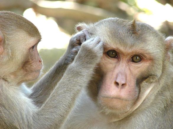 Rhesus monkeys. show flexibility in choosing their friends. Photo: Yale University