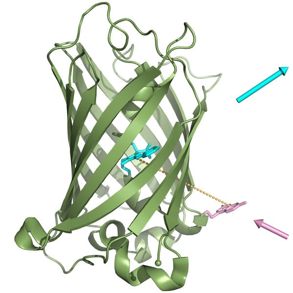 Synthetic proteins produced by bacteria. Illustration: Munich University of Technology