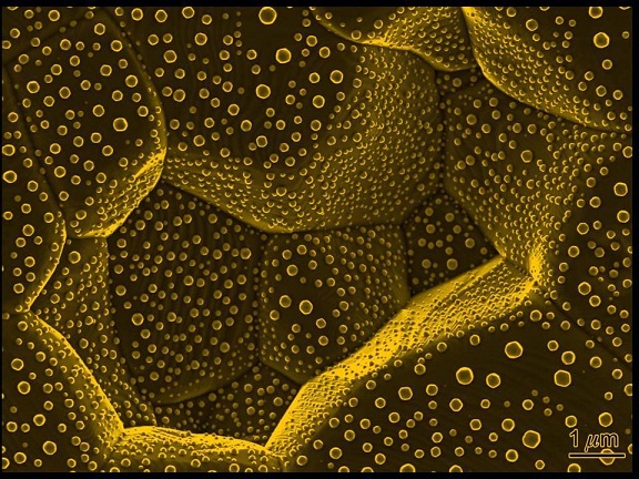 תמונת מבנה אטומי שהוקלט באמצעות הטיטן - שכבה מאוזנת בעובי 1.2 ננומטר בממשק שבין זהב לספיר. צילום: דוברות הטכניון.