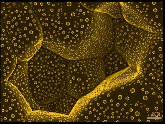 An image of an atomic structure recorded using the Titan - a balanced layer 1.2 nanometers thick at the interface between gold and sapphire. Photo: Technion spokespeople.