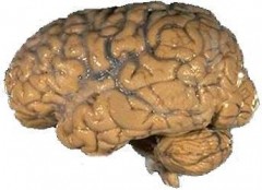 המוח