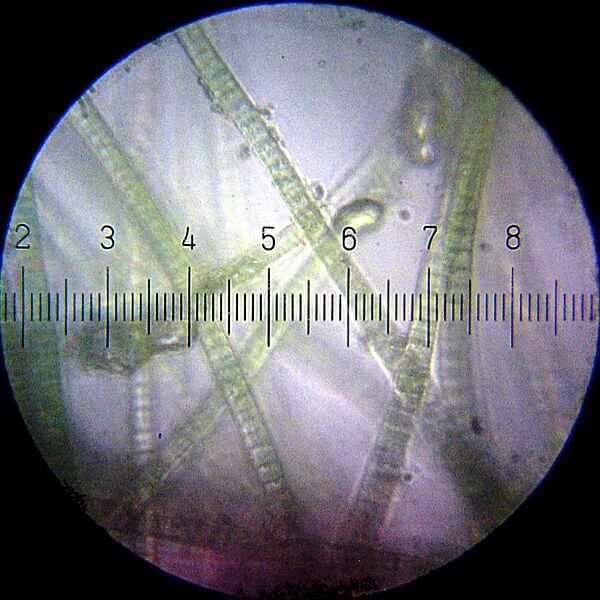 Cyanobacteria - from Wikipedia