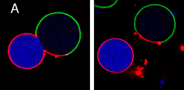 After the division of the simple model cell, one of the daughter cells inherits only one type of lipid (red) and most of the protein fragments (blue), while the other daughter cell inherits two types of lipids (red and green). Image: See link to the source of the image at the end of the article
