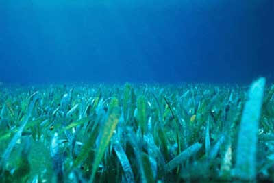 עשב ים ליד חופי פלורידה. צילום: מתוך ויקיפדיה