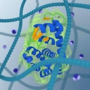 מולקולות נעות ברשת פולימרים של נוזל מורכב חווות צמיגות שונה כתלות בגודלן. תמונה - המכון לכימיה פיזיקלית באקדמיה הפולנית למדעים