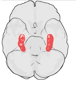 מיקומו של ההיפוקמפוס במוח. מתוך ויקיפדיה