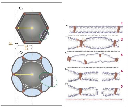 Right: a series of illustrations showing the effect of ultrasound on the cell membrane, which consists of the membrane sheets (in purple) and the membrane proteins (in brown). Figure (1) shows the membrane in its normal state, without ultrasound activation; In figure (2) you can see how the crust swells and the leaves of the crust are stretched. On the left: diagrams of the ultrasonic effect on the cell membrane - in the cell in a normal state (above), and under the influence of ultrasound (below) in this state the membrane proteins can change their structure and way of functioning - for example, closed ion channels open. At a higher ultrasound intensity, the proteins are torn and damaged (3), and further increasing the intensity causes small tears in the leaves (4) and the creation of passages (5) that increase the permeability of the membrane. Higher intensities may cause the destruction of the membrane