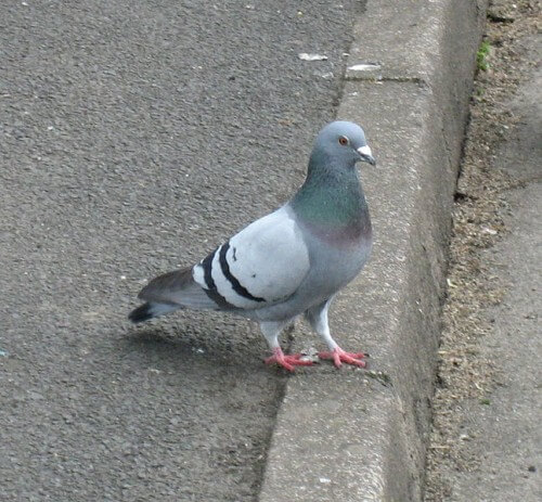 Pigeon. From Wikipedia