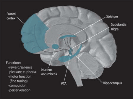 The dopamine pathways in the brain and between them the striatum