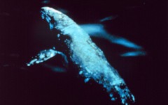 לוויתן אפור. צילום: NOAA. מתוך ויקיפדיה
