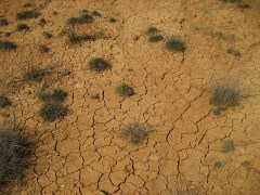 אדמה יבשה בבצורת. צילום: מתוך ויקיפדיה