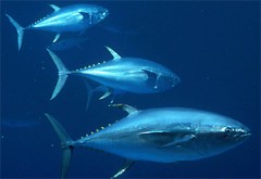 דגי טונה - טורפים ימיים. צילום: NOAA. מתוך ויקיפדיה