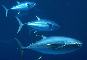 أسماك التونة - الحيوانات المفترسة البحرية. الصورة: نوا. من ويكيبيديا