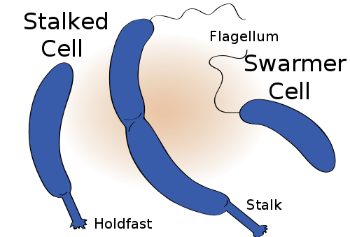 Caulobacter crescentus. From Wikipedia