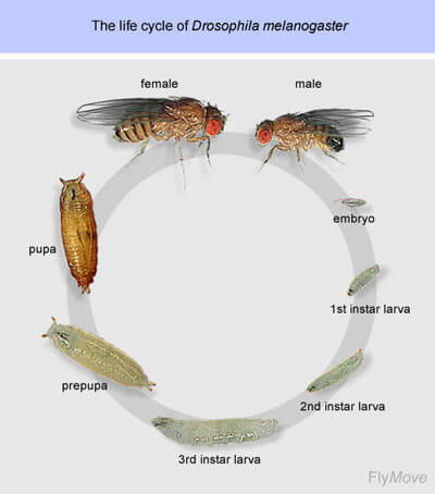 מחזור החיים של זבוב הפירות. איור: אוניברסיטת מלבורן