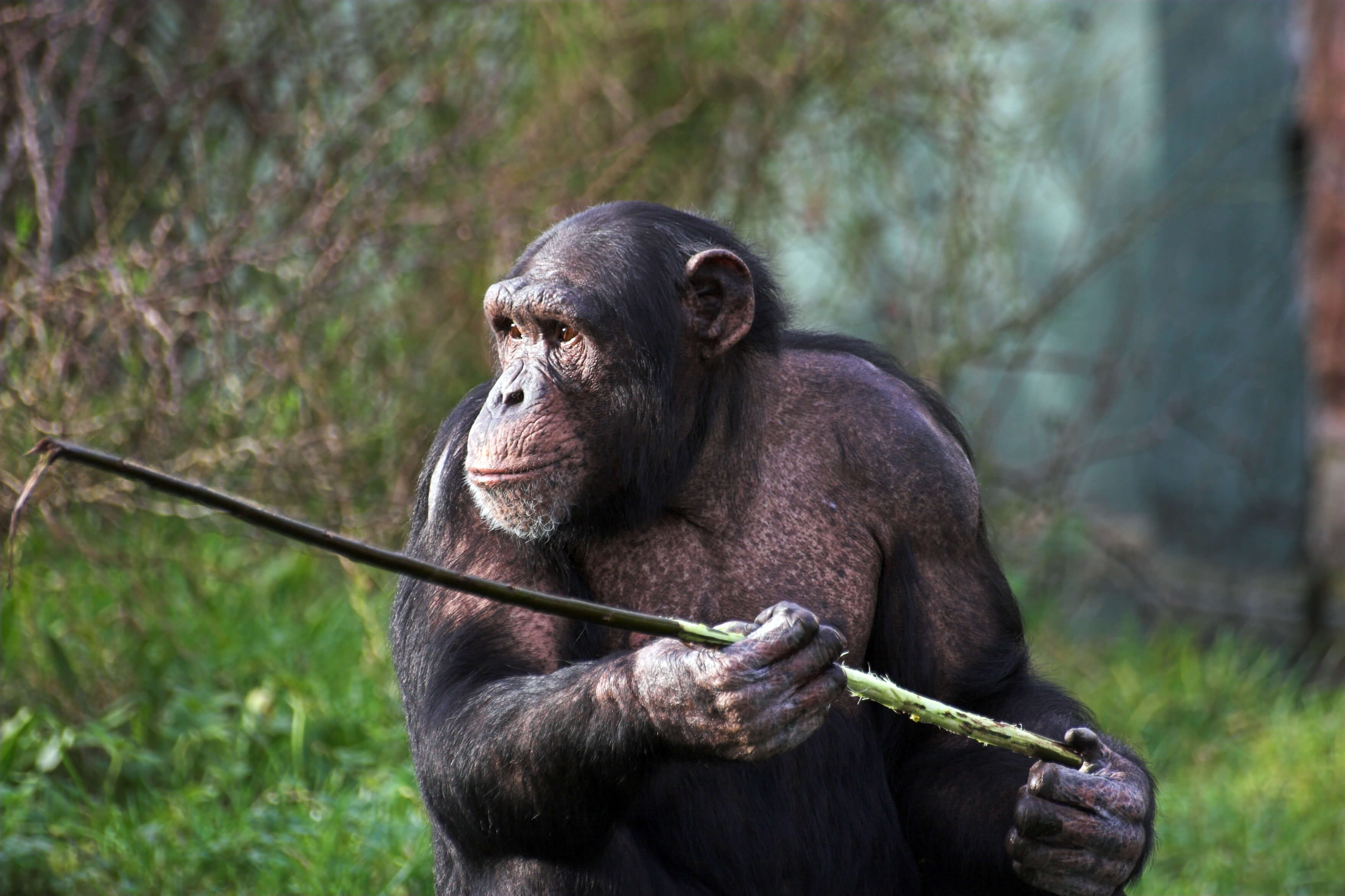 נקבת שימפנזה מחזיקה במקל. צילום: shutterstock