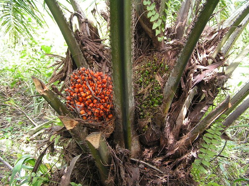 The fruit of the oil palm, from Wikipedia