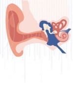 מבנה האוזן וחוש השמיעה. איור: פרופ' קרן אברהם, אוניברסיטת תל-אביב