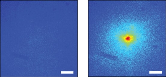 The fluorescence intensity that creates a flash of light passing through a half-mm thick piece of bone - (left) before activating the algorithm that focuses the light intensity at one point, (right) and after activating the algorithm