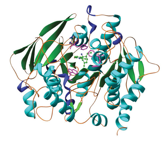 המבנה התלת-ממדי של מולקולת האנזים אצטילכולין-אסתראז, עם אצטיל כולין (במרכז, בירוק בהיר) בתוך האתר הפעיל