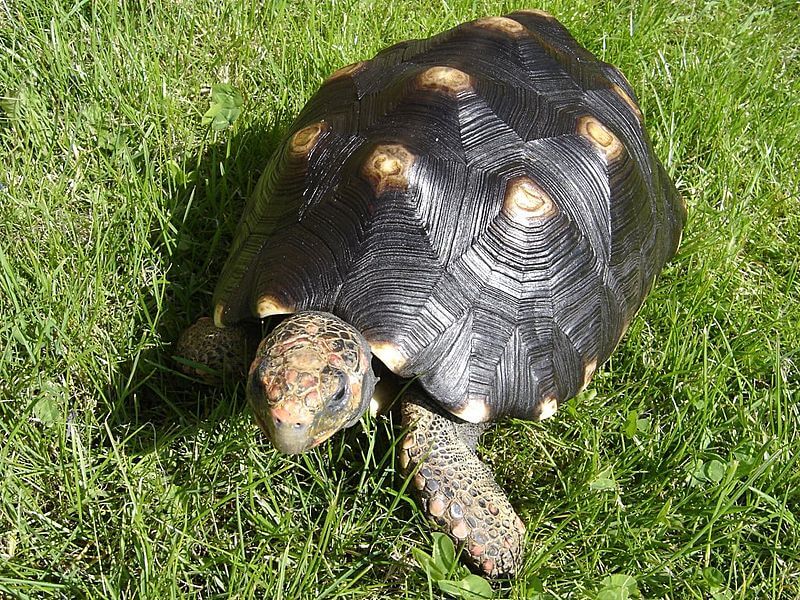 Red-footed turtle. From Wikipedia