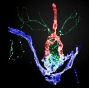 בתמונה: מבנה תלת-ממדי של הנוירו-היפופיזה בעובר דג זברה. האזור משמש כממשק בין סיבי עצב (ירוק), עורקים (אדום) וורידים (כחול).