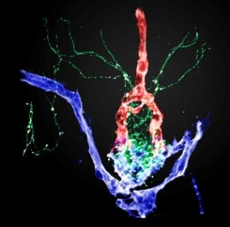 في الصورة: هيكل ثلاثي الأبعاد للنخامية العصبية في جنين سمك الزرد. تعمل المنطقة كواجهة بين الألياف العصبية (الأخضر) والشرايين (الأحمر) والأوردة (الأزرق).