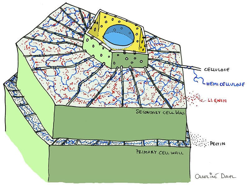 cellulose. Illustration: from Wikipedia