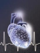 לב עם סיבי זהב. איור: פרופ' טל דביר, אוניברסיטת תל-אביב