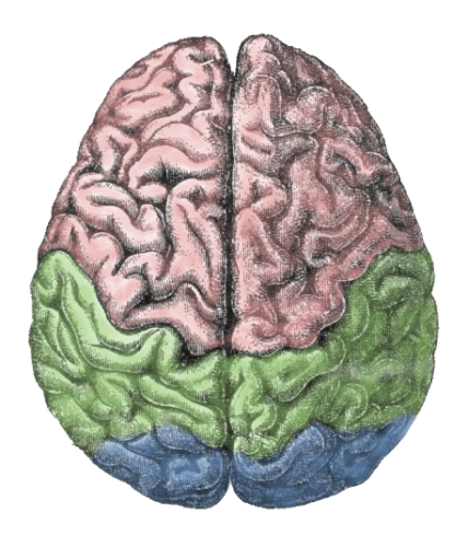 The two parts of the brain (right and left) and the canal that separates them. From Wikipedia