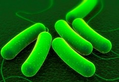 E_coli - מפרק תאית והופך אותה לדלק. איור: משרד האנרגיה האמריקני