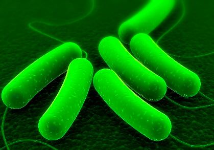 E_coli - מפרק תאית והופך אותה לדלק. איור: משרד האנרגיה האמריקני