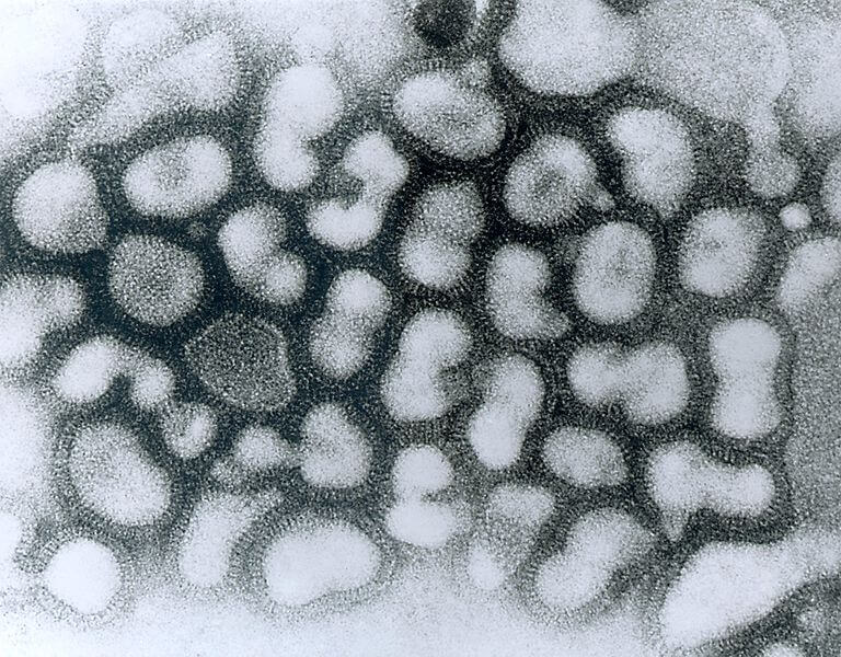 וירוס השפעת מזן A. מתוך ויקיפדיה