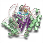 PylB with methylornithin (3MO) and co-factor S-adenosylmethionine (SAM) Image: Felix Quitterer / TUM