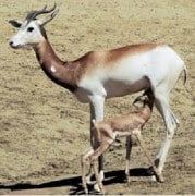 אייל הצפון. מתוך ויקיפדיה