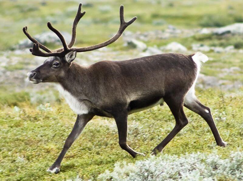 reindeer. From Wikipedia