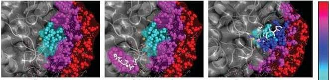 An enzyme (in gray) that binds a substrate molecule (white) specifically (right), non-specifically (center), or without substrate (left). Blue colors represent slowed down water molecules. In red - freely moving water molecules. In yellow - the zinc ion