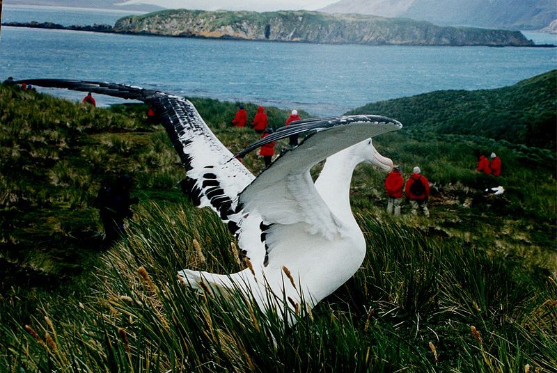 Wandering albatross. From Wikipedia