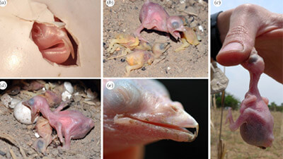 An owl chick hatches and displays its beak hooks (a). A young cub next to the corpses of its adoptive brothers (b). A chick biting a human (in an experiment where the strength of the bite was tested) (c) and biting an egg (d). The origin of an 8-day-old Obil chick (e). Photo: from the original article